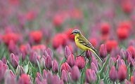 Western Yellow Wagtail (Motacilla flava)